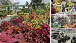 Pokok Cantik, Harga Logik, Gadek Nursery Lokasi Wajib Singgah