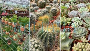 Pokok Cantik, Harga Logik, Gadek Nursery Lokasi Wajib Singgah