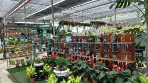 Pokok Cantik, Harga Logik, Gadek Nursery Lokasi Wajib Singgah