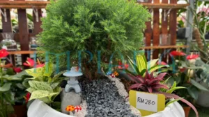 Pokok Cantik, Harga Logik, Gadek Nursery Lokasi Wajib Singgah