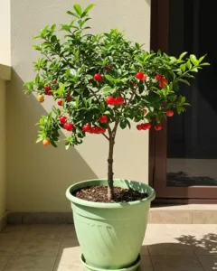 Ruang Kecil? Ini 8 Jenis Buah Sesuai Ditanam Dalam Pasu Besar!