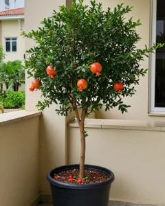 Ruang Kecil? Ini 8 Jenis Buah Sesuai Ditanam Dalam Pasu Besar!