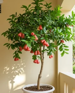 Ruang Kecil? Ini 8 Jenis Buah Sesuai Ditanam Dalam Pasu Besar!