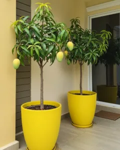 Ruang Kecil? Ini 8 Jenis Buah Sesuai Ditanam Dalam Pasu Besar!