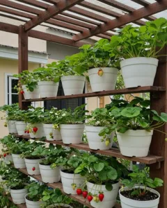 Ruang Kecil? Ini 8 Jenis Buah Sesuai Ditanam Dalam Pasu Besar!
