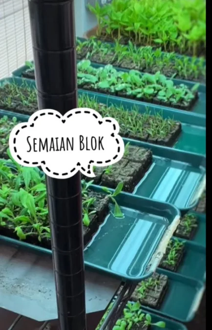 Rahsia Tanam Bayam Subur, Sihat Dan Besar-besar, Boleh Ikut Cara Lelaki Ini