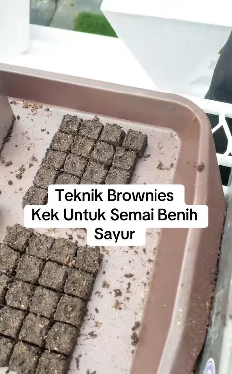 Rahsia Tanam Bayam Subur, Sihat Dan Besar-besar, Boleh Ikut Cara Lelaki Ini