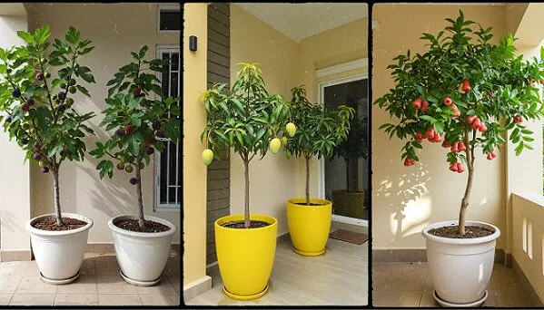 Ruang Kecil? Ini 8 Jenis Buah Sesuai Ditanam Dalam Pasu Besar!