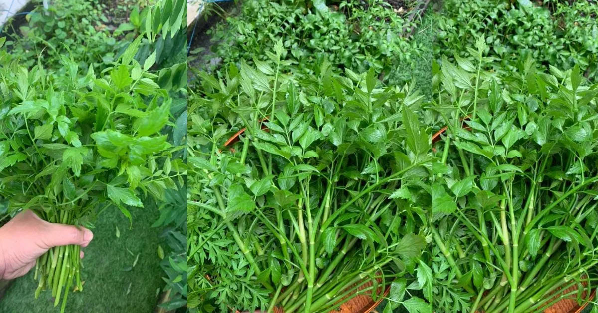 Cara Mudah Tanam Daun Selom, Tak Perlu Pun Modal Besar