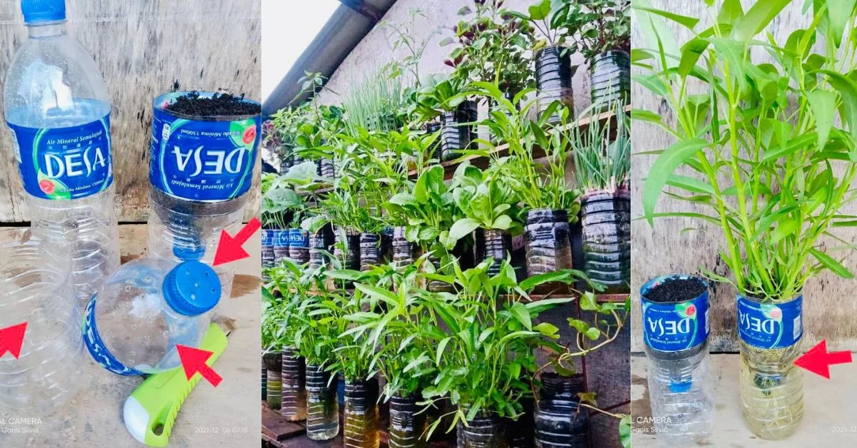 Tanam Sayur Dalam Botol, Malas Siram Tapi Hasil Meriah