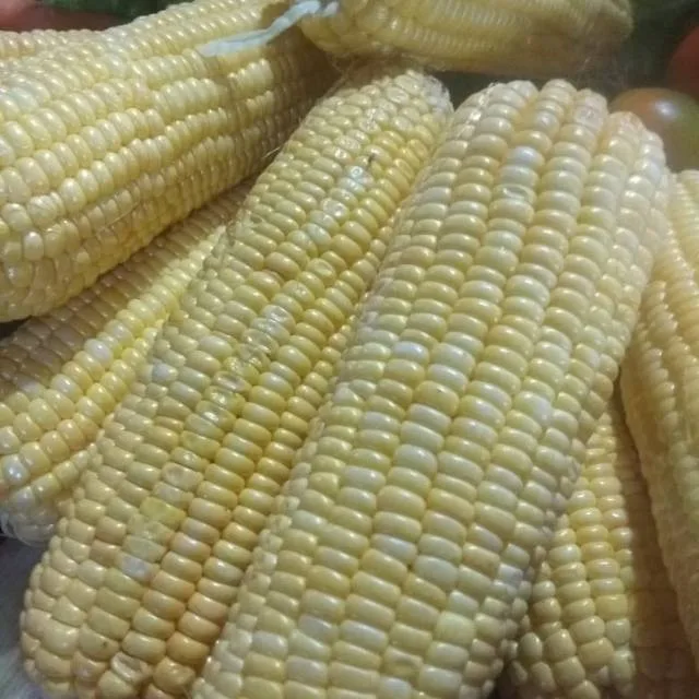 Pekebun Kongsi Tip Tanam Jagung, Hasil Elok, Saiz Pun Besar