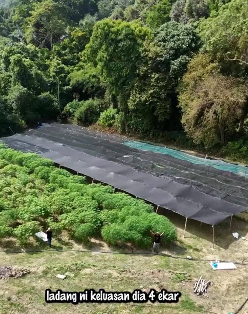 Nubhan Buka Ladang Empat Ekar, Kejutan Istimewa Buat Ibunya, Mak Jenny