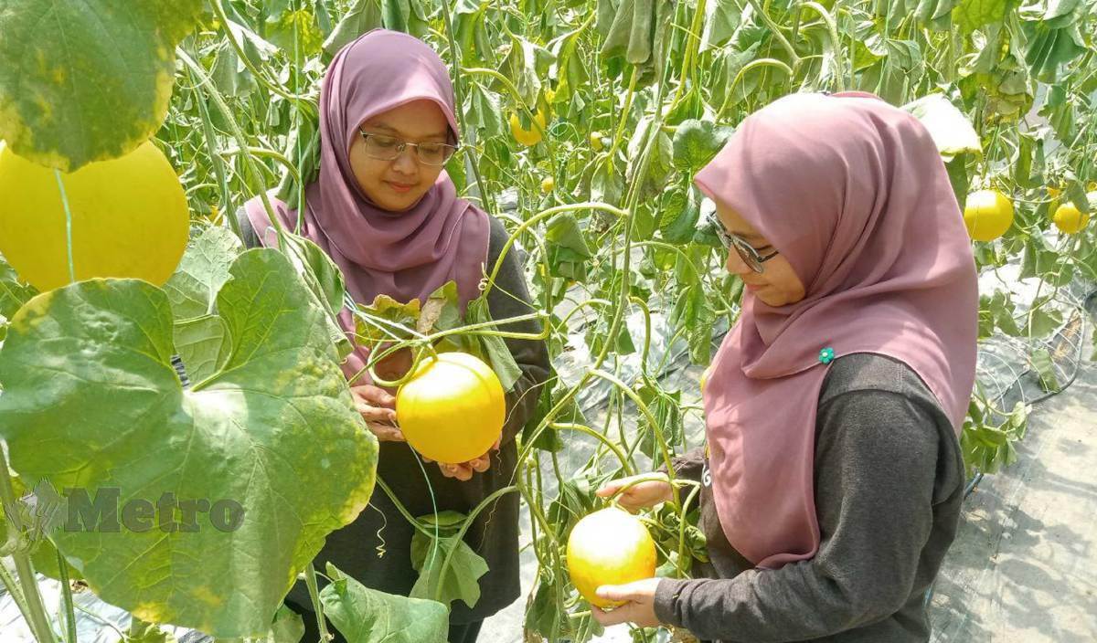 Peroleh Pendapatan Bersih Lebih RM20k Sebulan, 5 Rakan Karib Usahakan Tanaman MMT