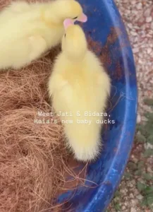 NATASHA HUDSON Pilih Hidup Sederhana Di Langkawi, Tanam Sendiri, Bela Ayam & Itik