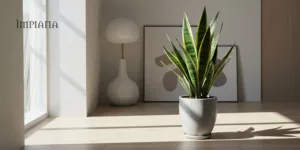 DRACAENA TRIFASCIATA Penapis Udara Semulajadi, Senang Dijaga & Sesuai Dekorasi Minimalis