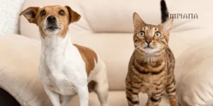 Kucing/ Anjing Buang Najis Merata? Hati-Hati, Denda RM10K Menanti Pemilik Haiwan!