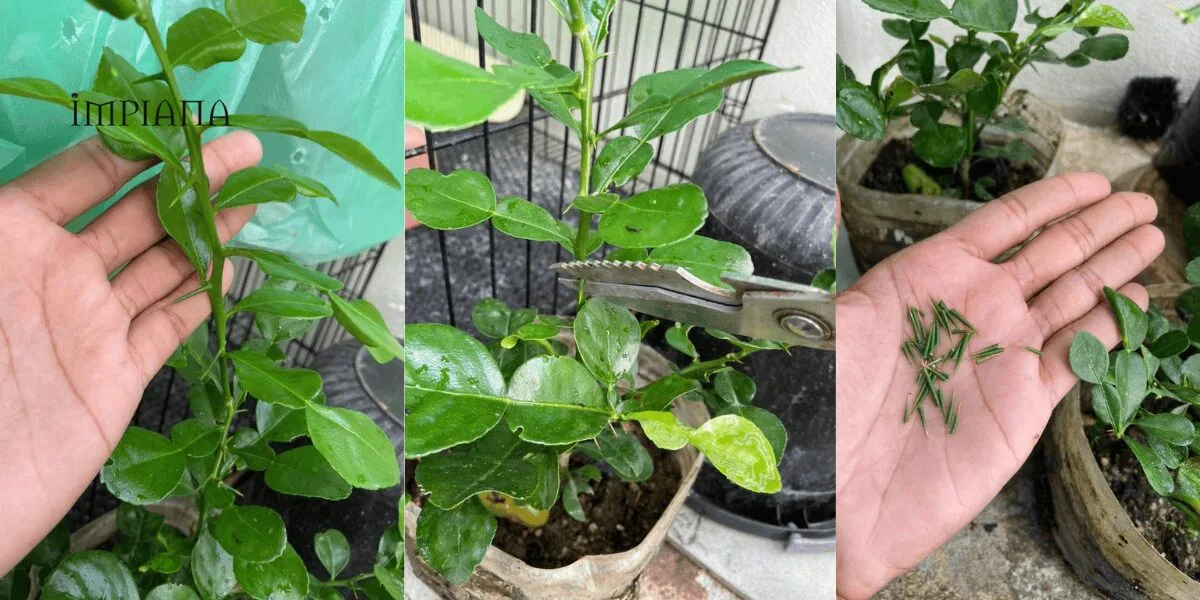 Buang DURI Rahsia Pokok LIMAU PURUT Cepat Besar & Berdaun Lebar Merimbun!