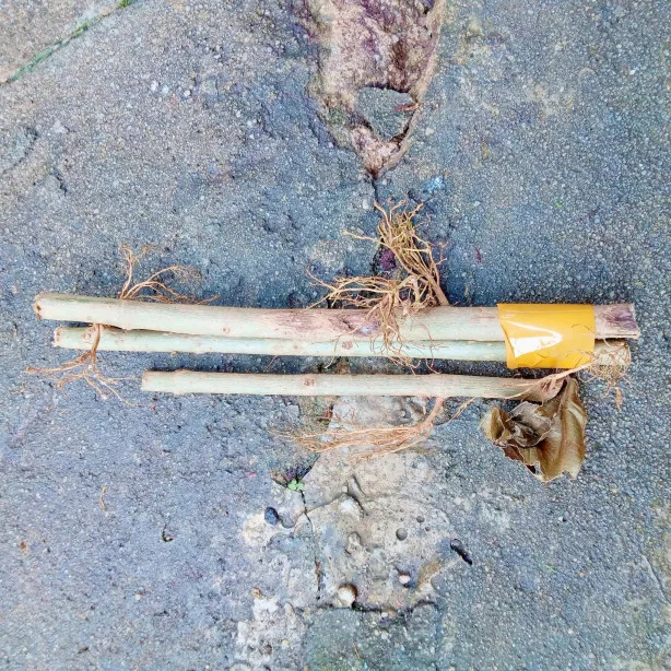 Lebih Cepat Bertunas, Ini Sebab Kena Tanam Pokok Guna Keratan Batang Dan Tanah Organik Framoc