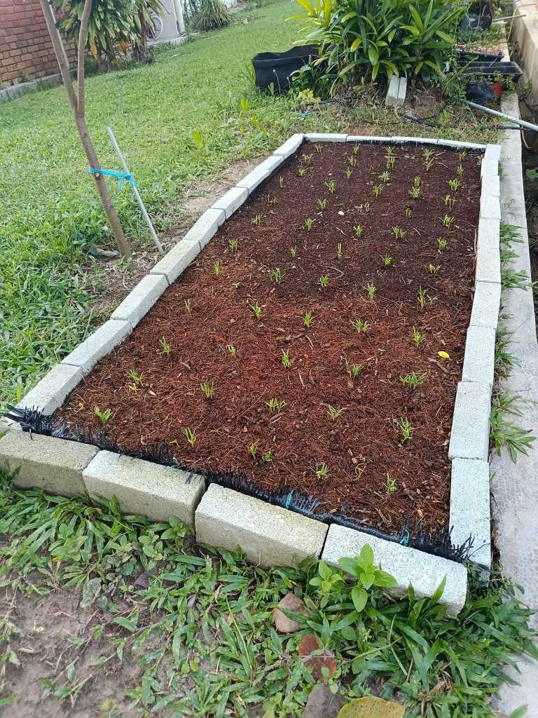 Tanam Kangkung Dalam Raised-Bed Guna Cocopeat, Anak Pokok Mula Muncul Lepas Beberapa Hari
