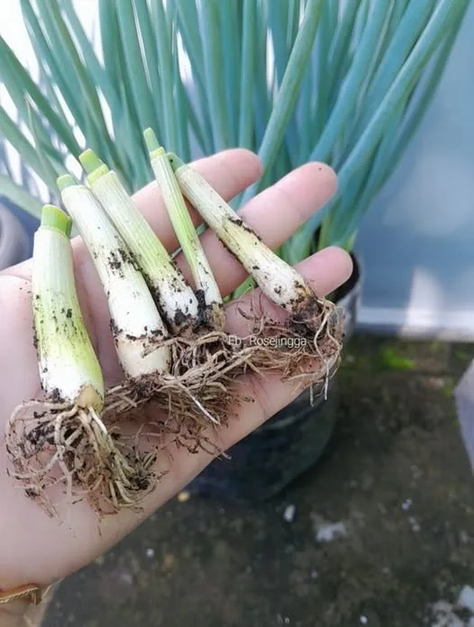 Cuaca Panas Memang Elok Tanam Daun Bawang, Guna Akar Sisa Masakan Cepat Besar