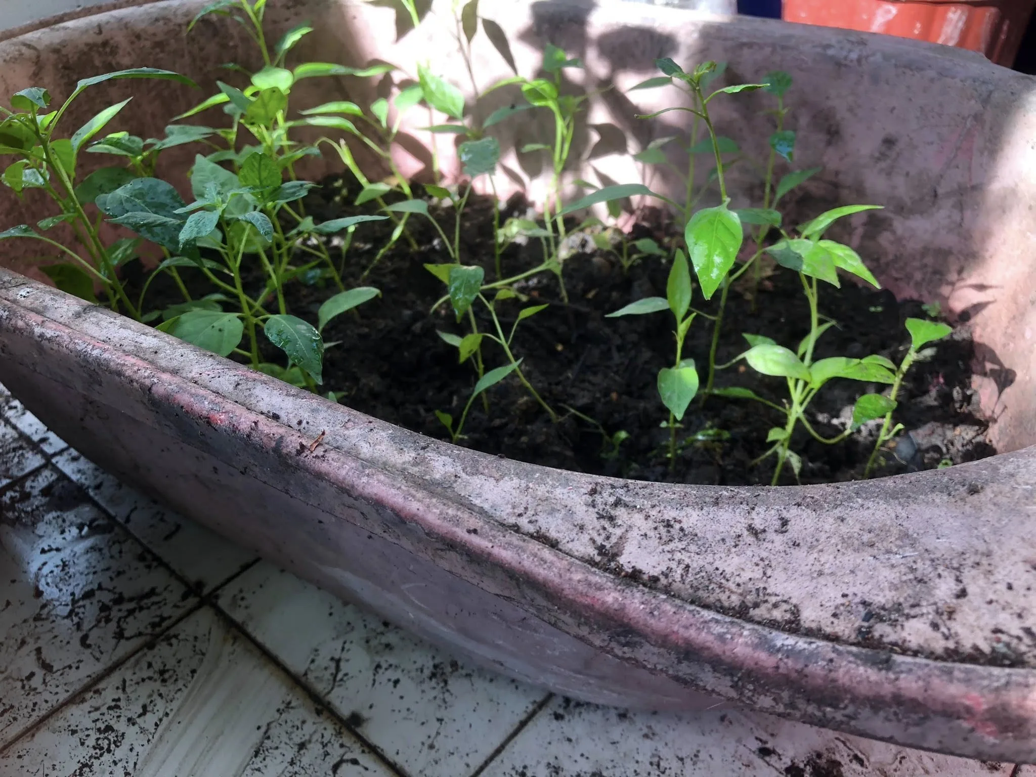 Bekas Blender, Botol Minyak Masak, Jangan Buang, Boleh Buat Pasu Sementara, Jimat & Mesra Alam