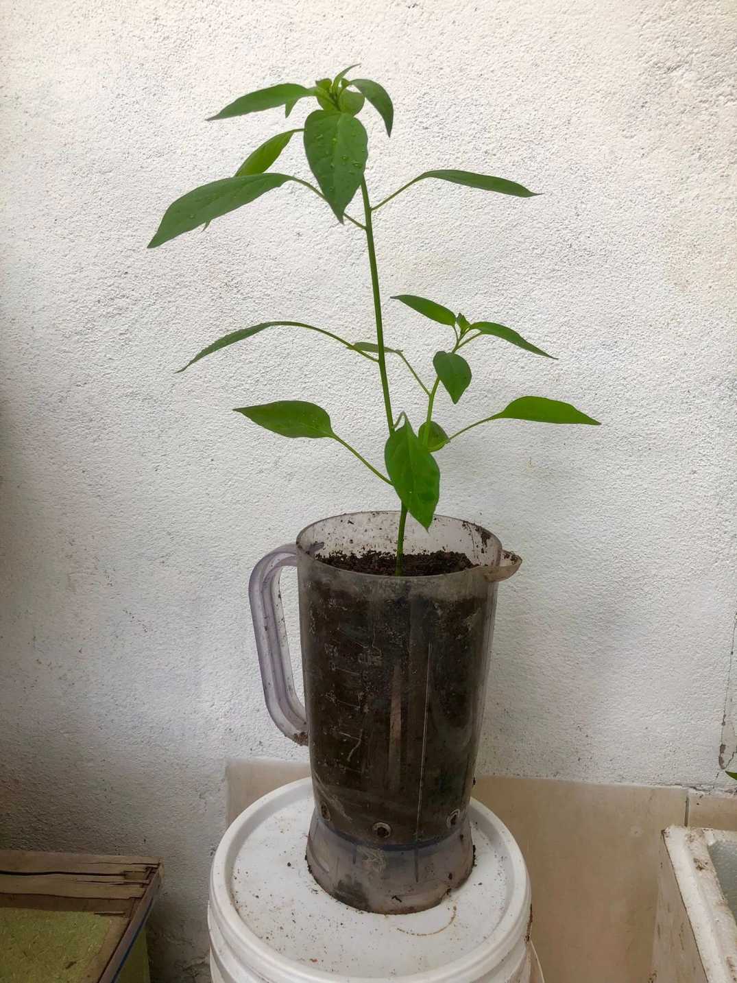 Bekas Blender, Botol Minyak Masak, Jangan Buang, Boleh Buat Pasu Sementara, Jimat & Mesra Alam