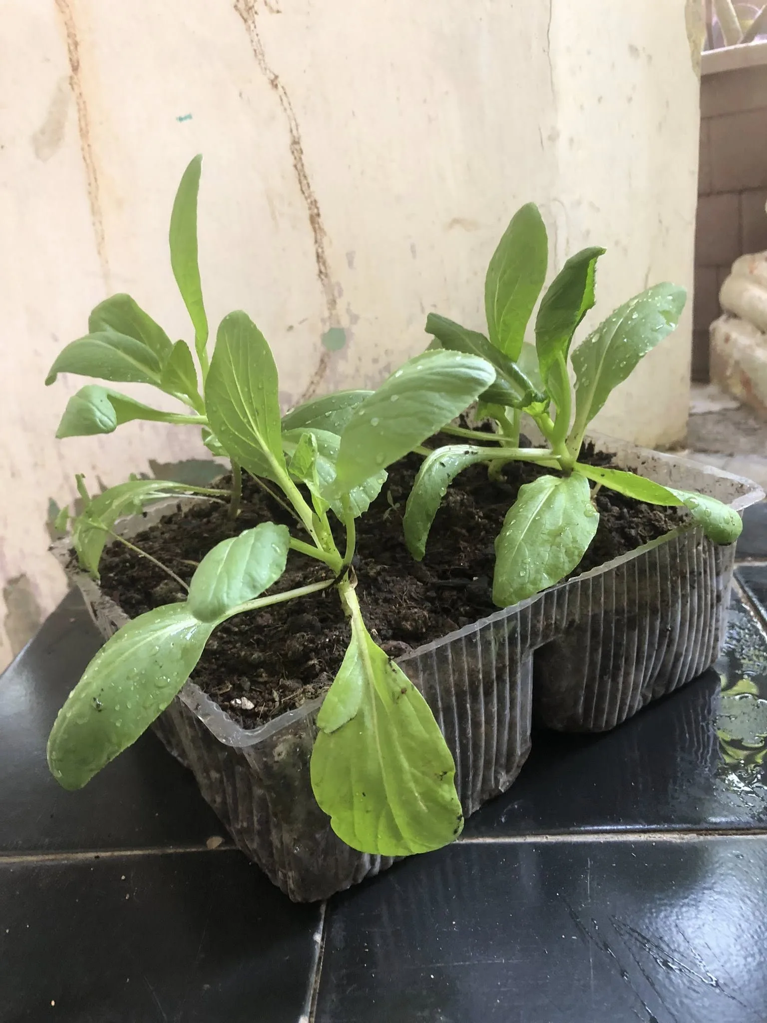 Bekas Blender, Botol Minyak Masak, Jangan Buang, Boleh Buat Pasu Sementara, Jimat & Mesra Alam