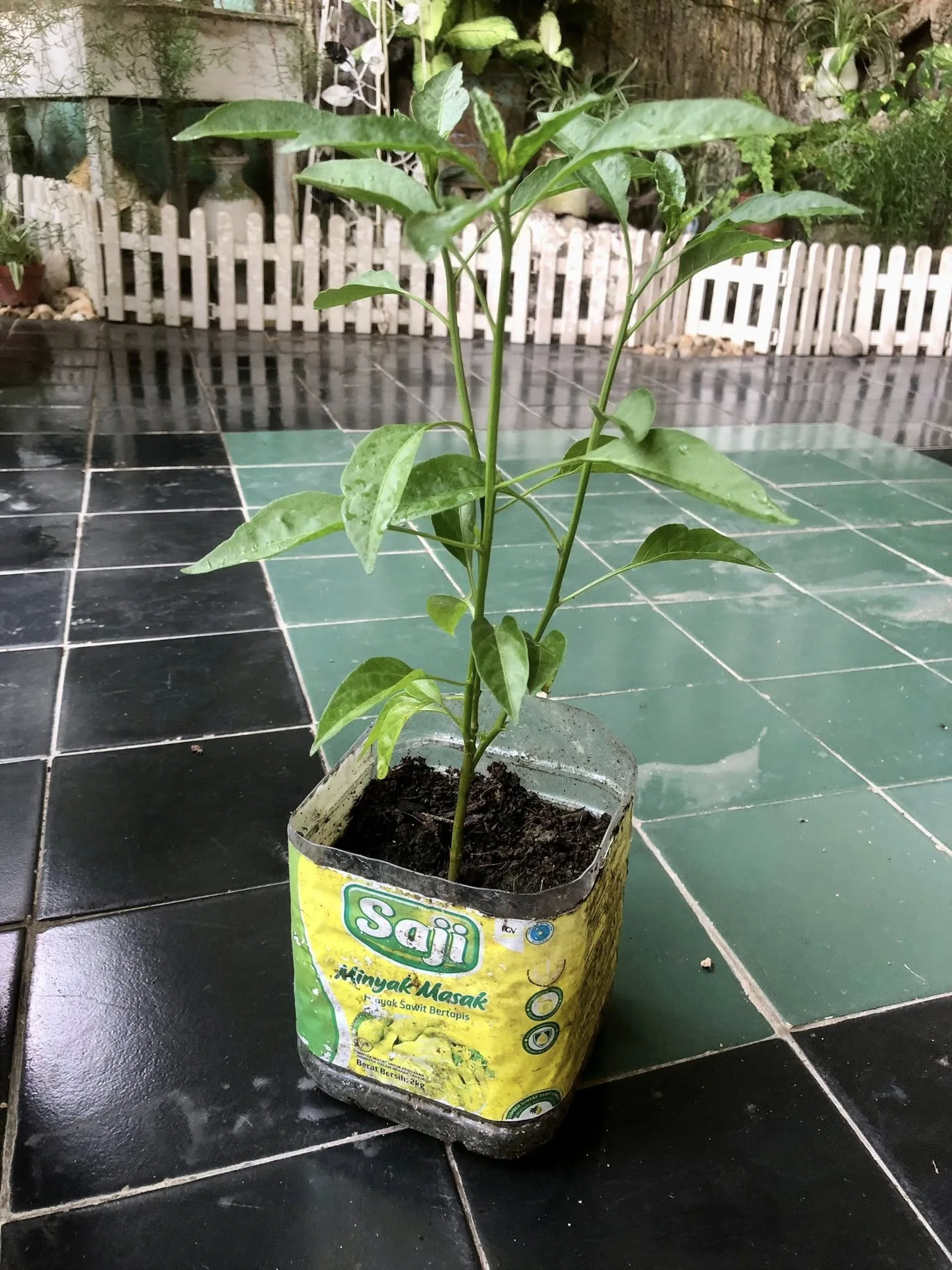 Bekas Blender, Botol Minyak Masak, Jangan Buang, Boleh Buat Pasu Sementara, Jimat & Mesra Alam