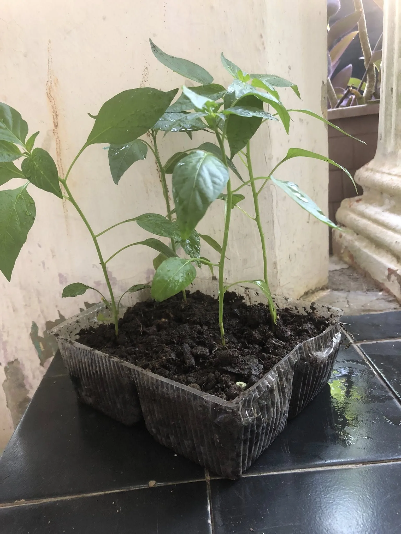 Bekas Blender, Botol Minyak Masak, Jangan Buang, Boleh Buat Pasu Sementara, Jimat & Mesra Alam