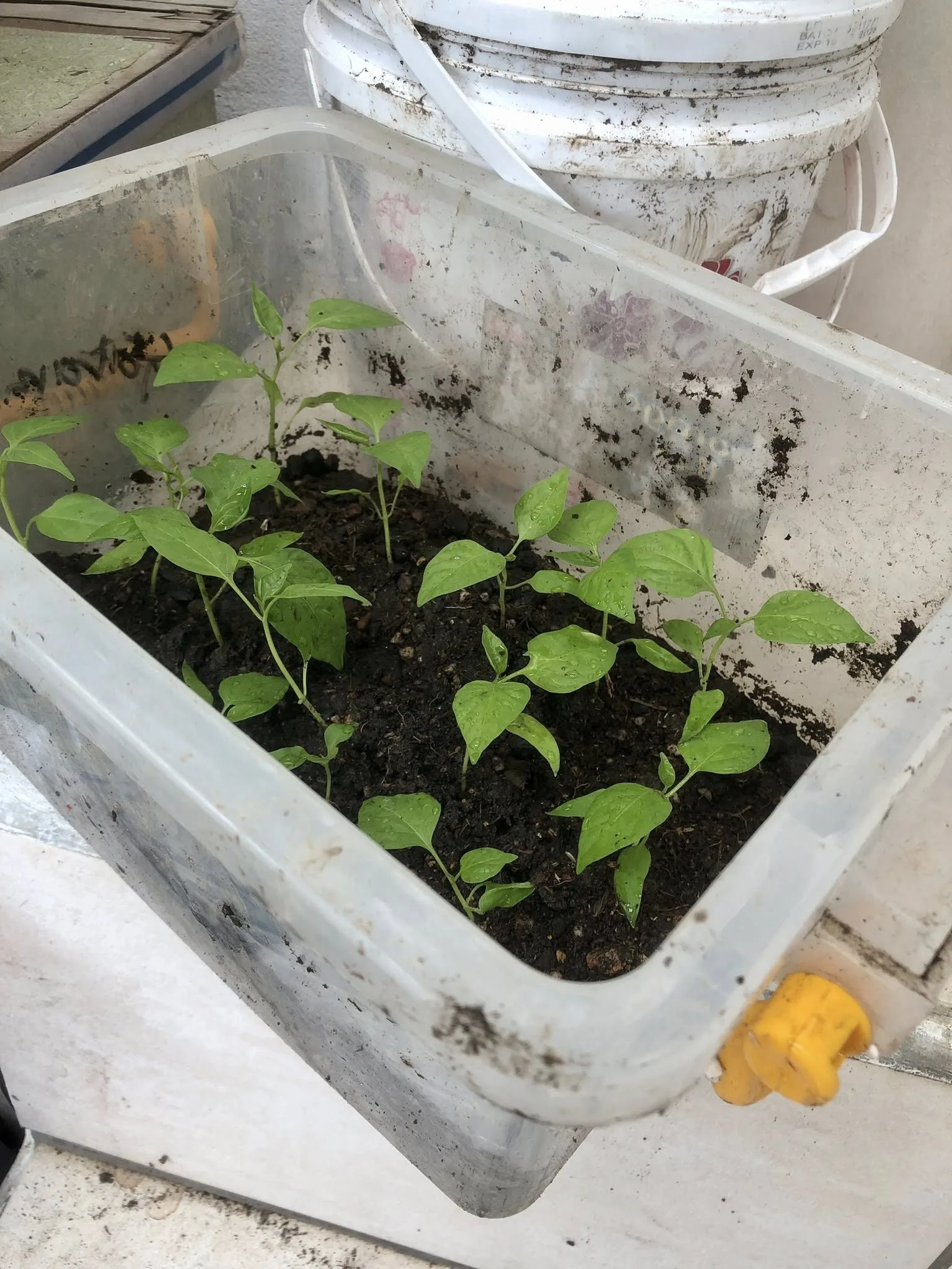 Bekas Blender, Botol Minyak Masak, Jangan Buang, Boleh Buat Pasu Sementara, Jimat & Mesra Alam