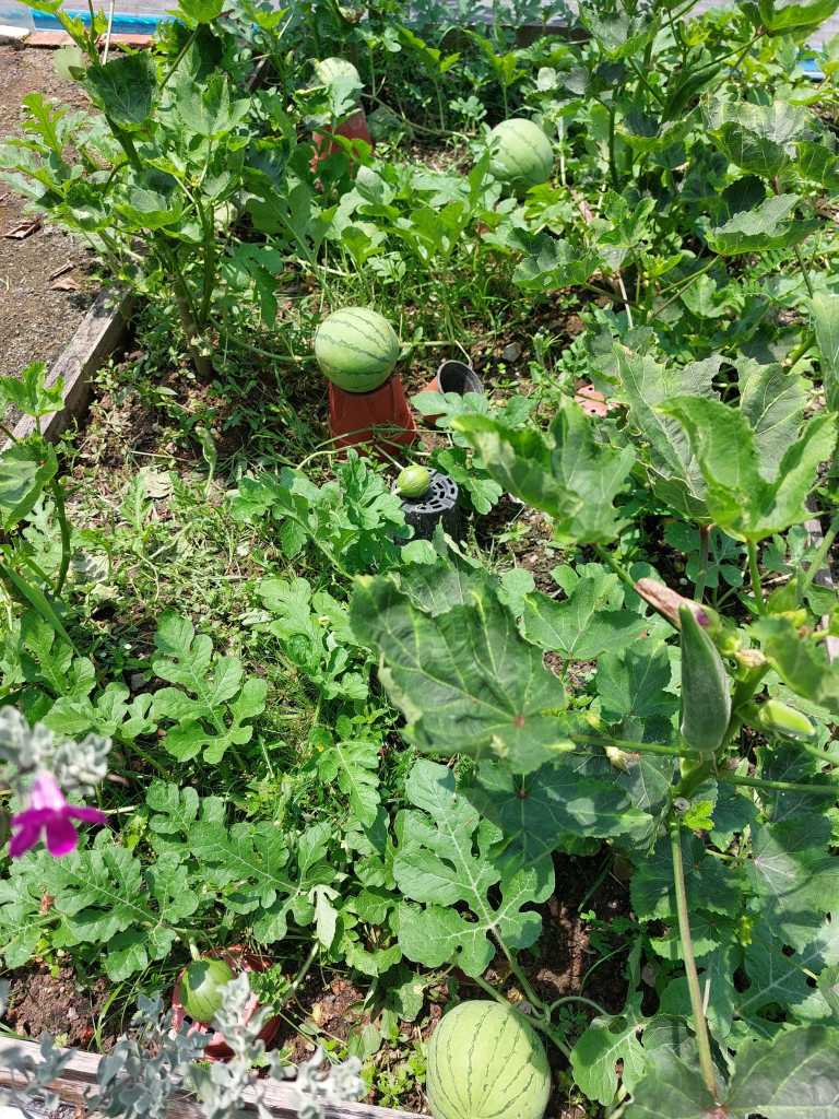 Pertama Kali Tanam Tembikai, Hasil Menjadi Hingga Buah Membesar Cantik