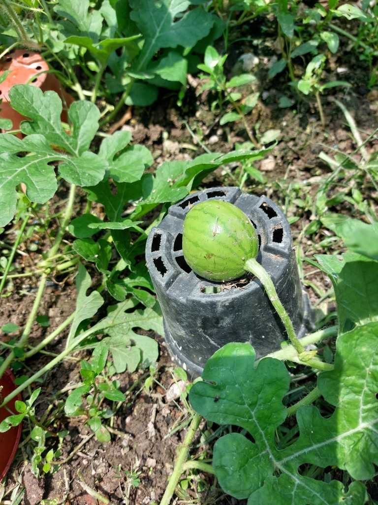 Pertama Kali Tanam Tembikai, Hasil Menjadi Hingga Buah Membesar Cantik