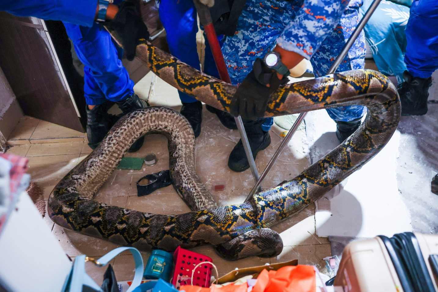 Ular Sawa 80 Kg Jatuh Dari Siling Bilik, Penghuni Rumah Cemas