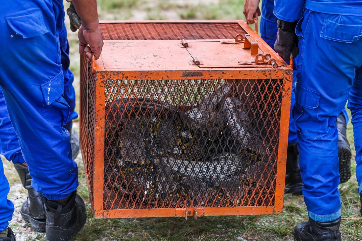 Ular Sawa 80 Kg Jatuh Dari Siling Bilik, Penghuni Rumah Cemas