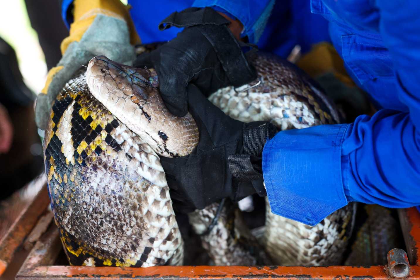 Ular Sawa 80 Kg Jatuh Dari Siling Bilik, Penghuni Rumah Cemas