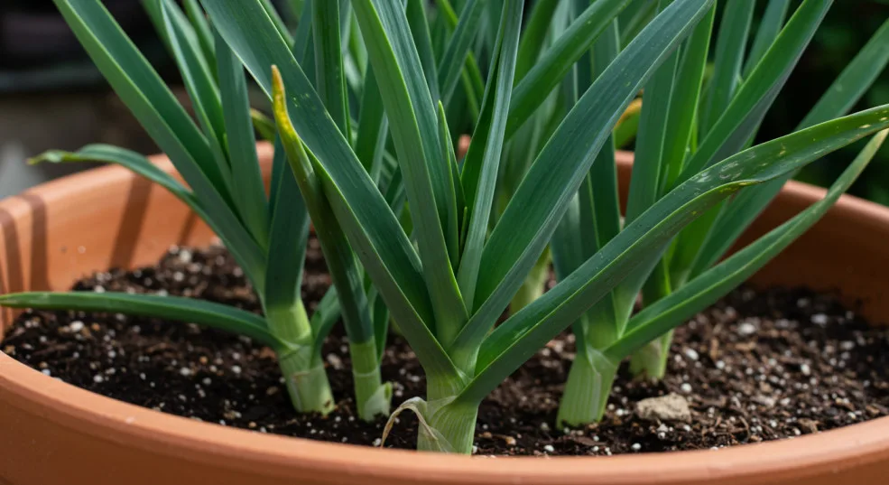 Cuaca Panas Memang Elok Tanam Daun Bawang, Guna Akar Sisa Masakan Cepat Besar