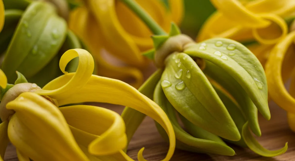 Bunga Yang Elok Ditanam Supaya Rumah Jadi Wangi, Pewangi Semula Jadi Yang Menyegarkan 10 Bunga Yang Elok Ditanam Supaya Rumah Jadi Wangi, Pewangi Semula Jadi Yang Menyegarkan