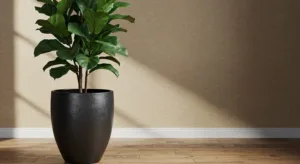 Pokok Hiasan FIDDLE FIG Tak Sesuai Ditanam Terus Atas Tanah, BAHAYA