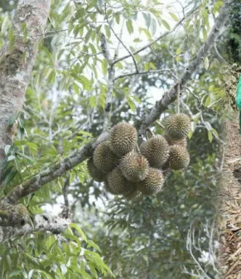 Lebih 3,000 Pokok Durian Musang King, IOI, D24 Ditebang, Hutan Simpan Di Ceroboh