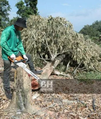 Lebih 3,000 Pokok Durian Musang King, IOI, D24 Ditebang, Hutan Simpan Di Ceroboh