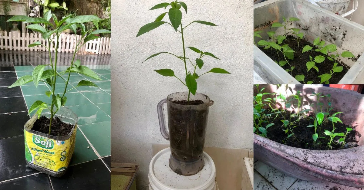 Bekas Blender, Botol Minyak Masak, Jangan Buang, Boleh Buat Pasu Sementara, Jimat & Mesra Alam