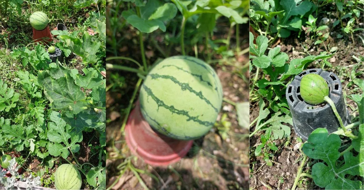 Pertama Kali Tanam Tembikai, Hasil Menjadi Hingga Buah Membesar Cantik