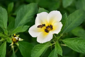 Tak Perlu Racun, TURNERA Pokok Bunga Pukul 10 Bodyguard Semula Jadi LAMAN