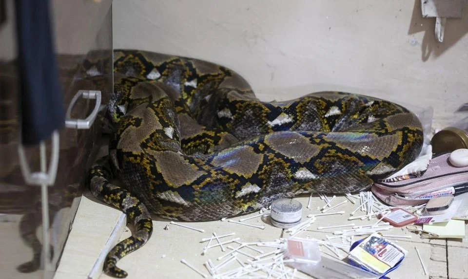 Ular Sawa 80 Kg Jatuh Dari Siling Bilik, Penghuni Rumah Cemas