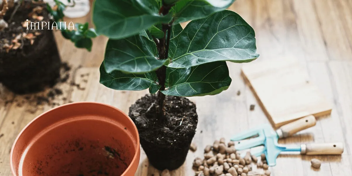 Pokok Hiasan FIDDLE FIG Tak Sesuai Ditanam Terus Atas Tanah, BAHAYA