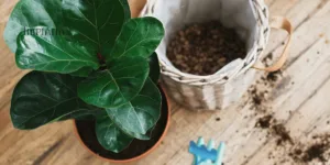 Pokok Hiasan FIDDLE FIG Tak Sesuai Ditanam Terus Atas Tanah, BAHAYA