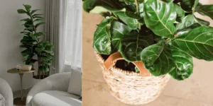 Pokok Hiasan FIDDLE FIG Tak Sesuai Ditanam Terus Atas Tanah, BAHAYA