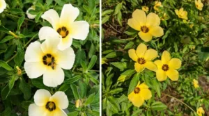 Tak Perlu Racun, TURNERA Pokok Bunga Pukul 10 Bodyguard Semula Jadi LAMAN