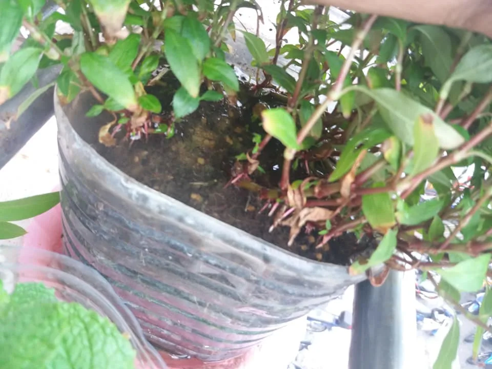 Petua Pokok Kesum Cepat Berakar, Daun Cantik Merimbun, Kena Siram Dengan Air Ini 