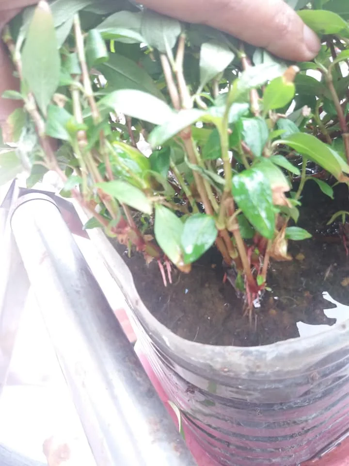 Petua Pokok Kesum Cepat Berakar, Daun Cantik Merimbun, Kena Siram Dengan Air Ini 